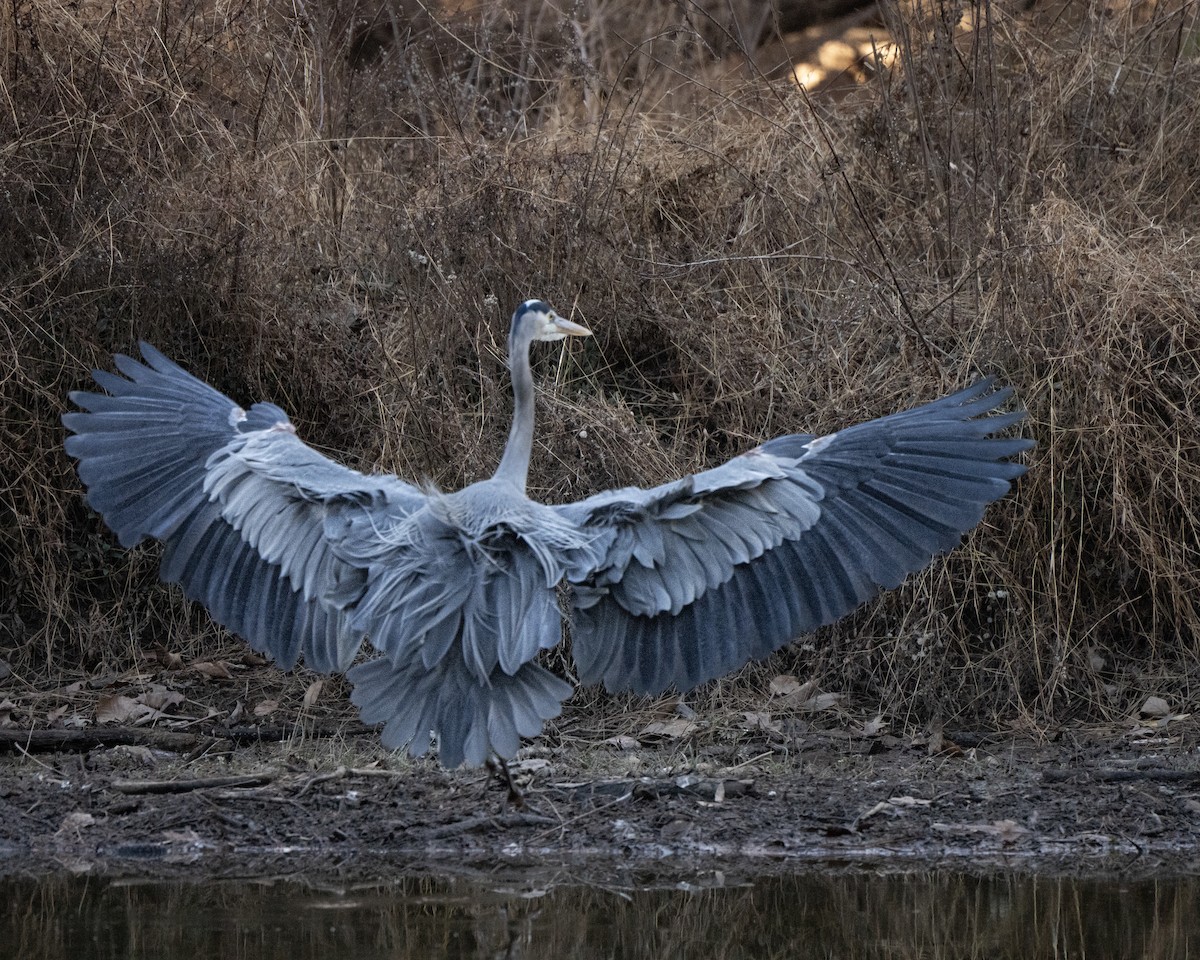 オオアオサギ - ML648138924