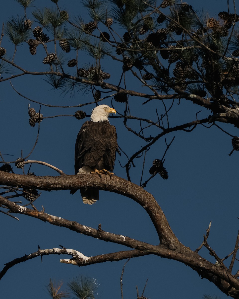 ハクトウワシ - ML648139022