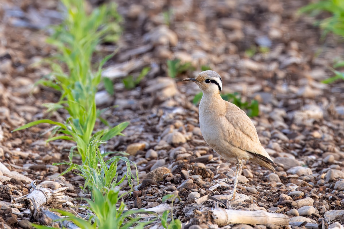 Cream-colored Courser - ML648139135