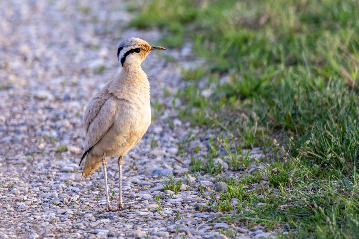 Cream-colored Courser - ML648139136