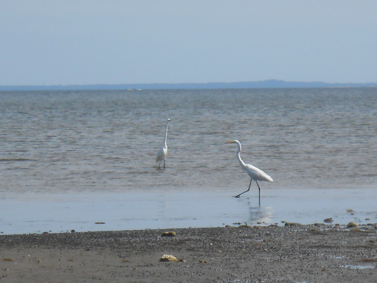Great Egret (American) - ML648139725