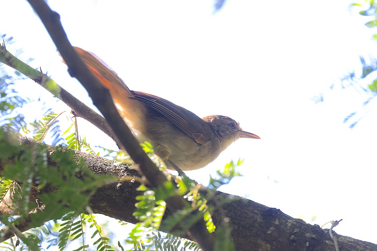 Terrestrial Brownbul - ML648140824