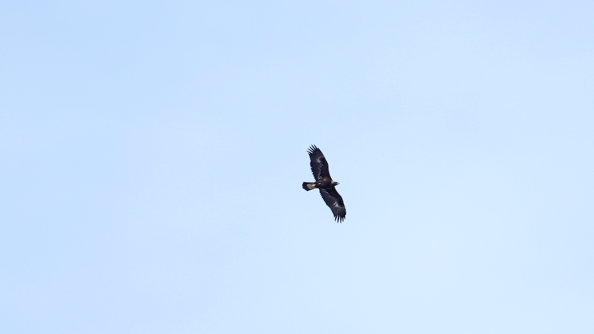 eBird Checklist - 3 Jan 2026 - Appalachian Trail (Dover Oak to Great ...