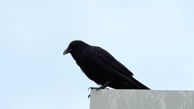 Fish Crow - ML648141491