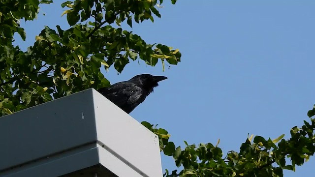 Fish Crow - ML648141630