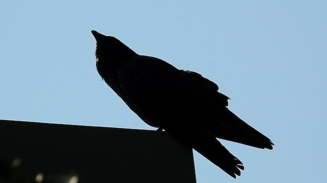 Fish Crow - ML648141631