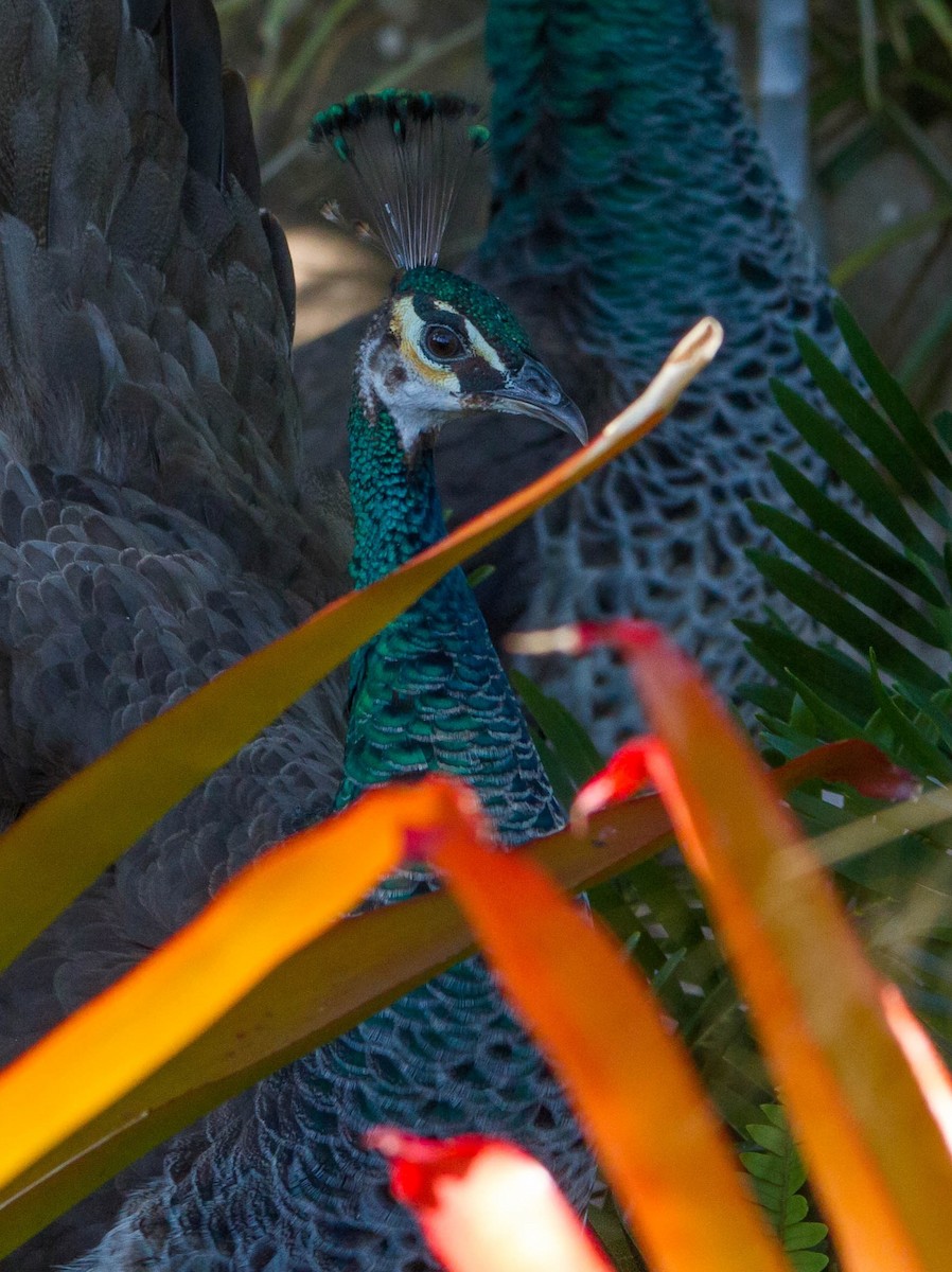 Indian Peafowl - ML648141984