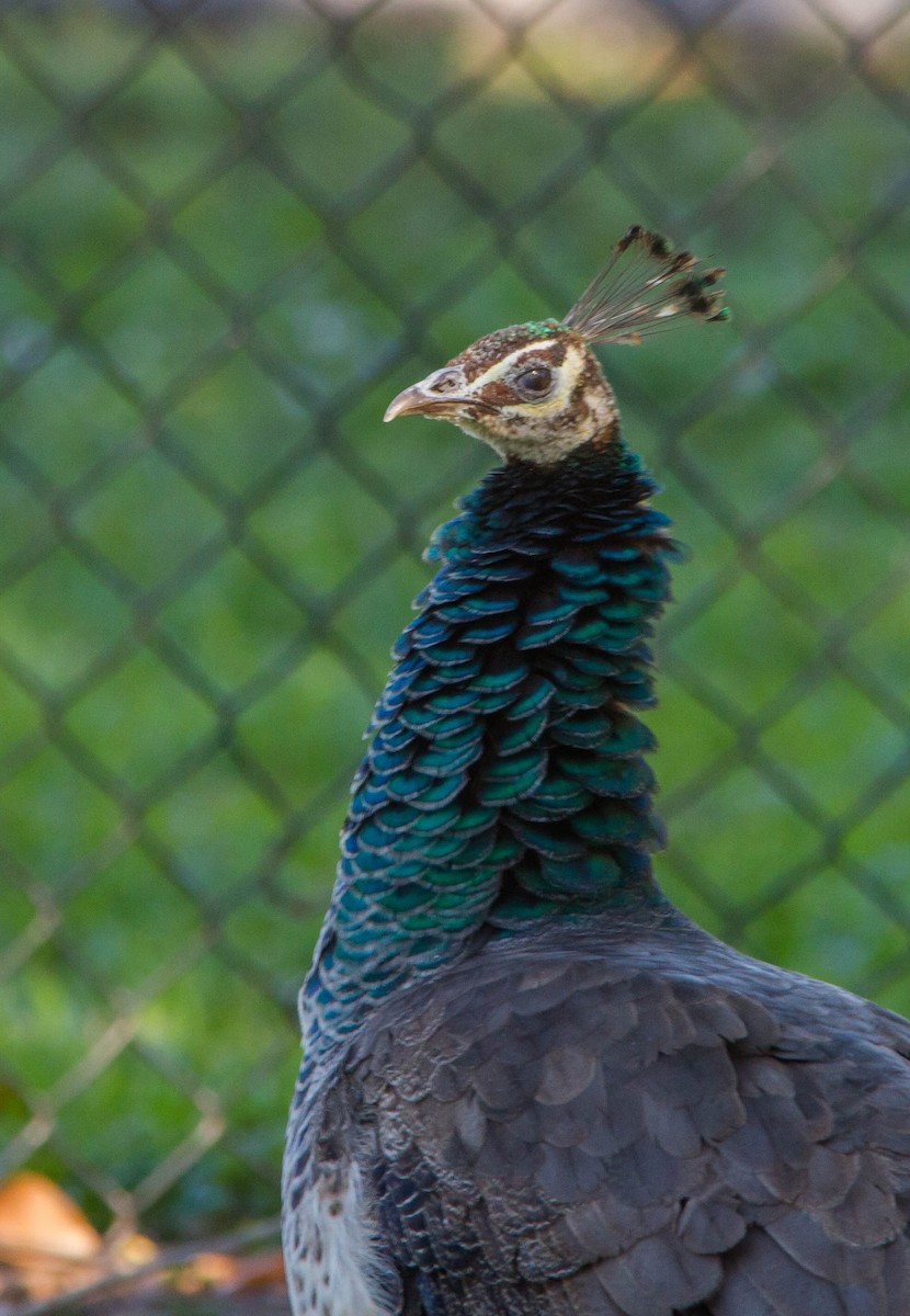 Indian Peafowl - ML648141985