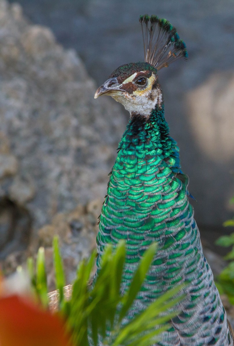 Indian Peafowl - ML648141986