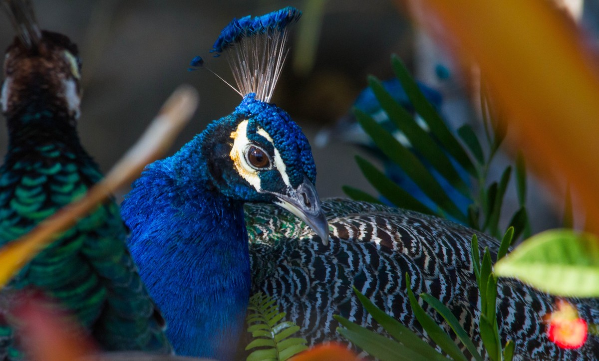 Indian Peafowl - ML648141988