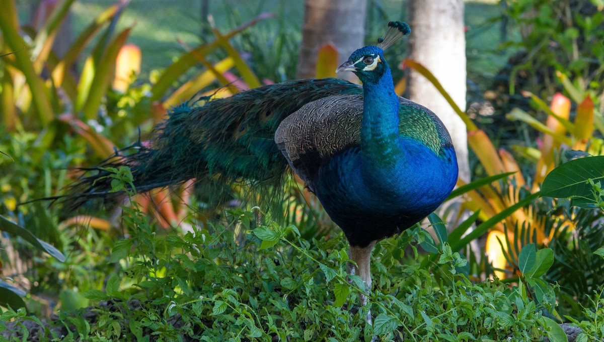 Indian Peafowl - ML648141989