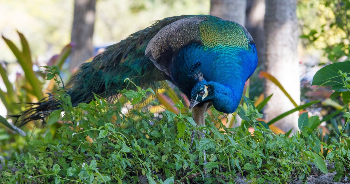 Indian Peafowl - ML648141990