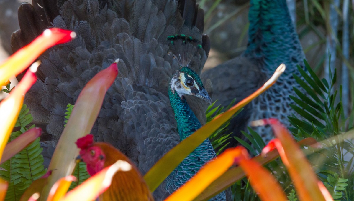 Indian Peafowl - Nathan Tea
