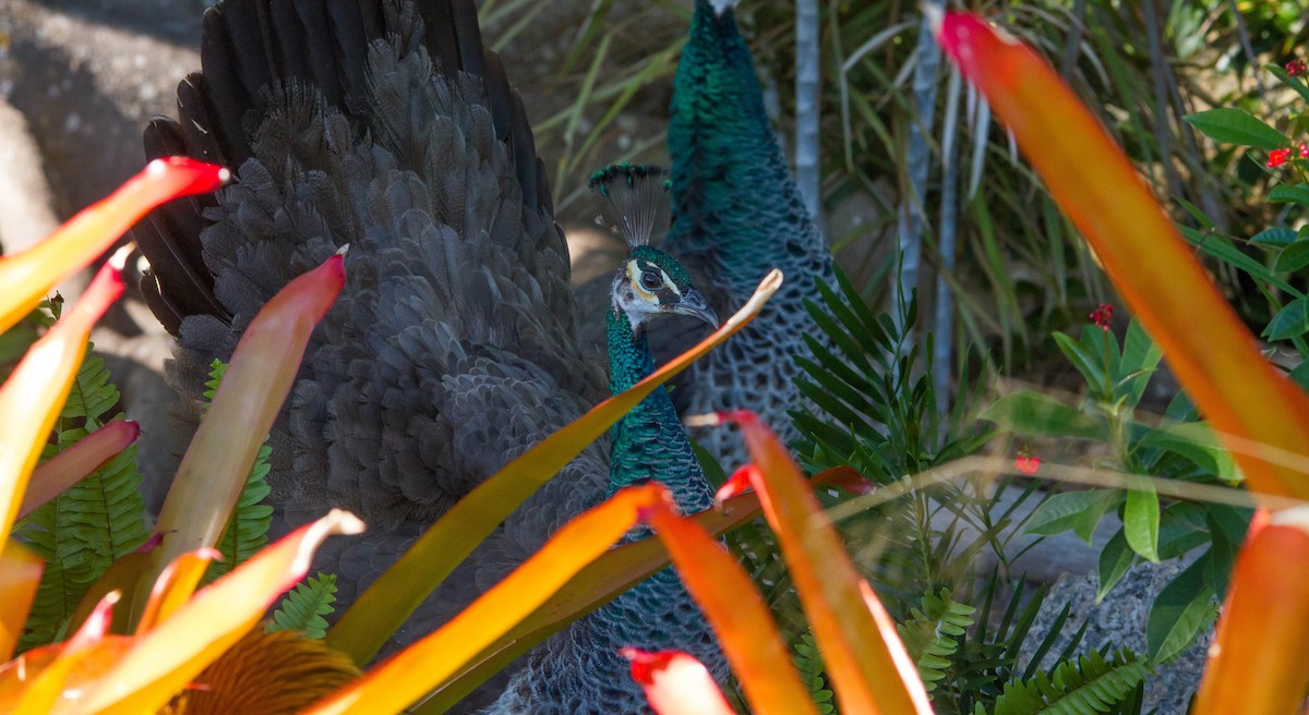 Indian Peafowl - Nathan Tea