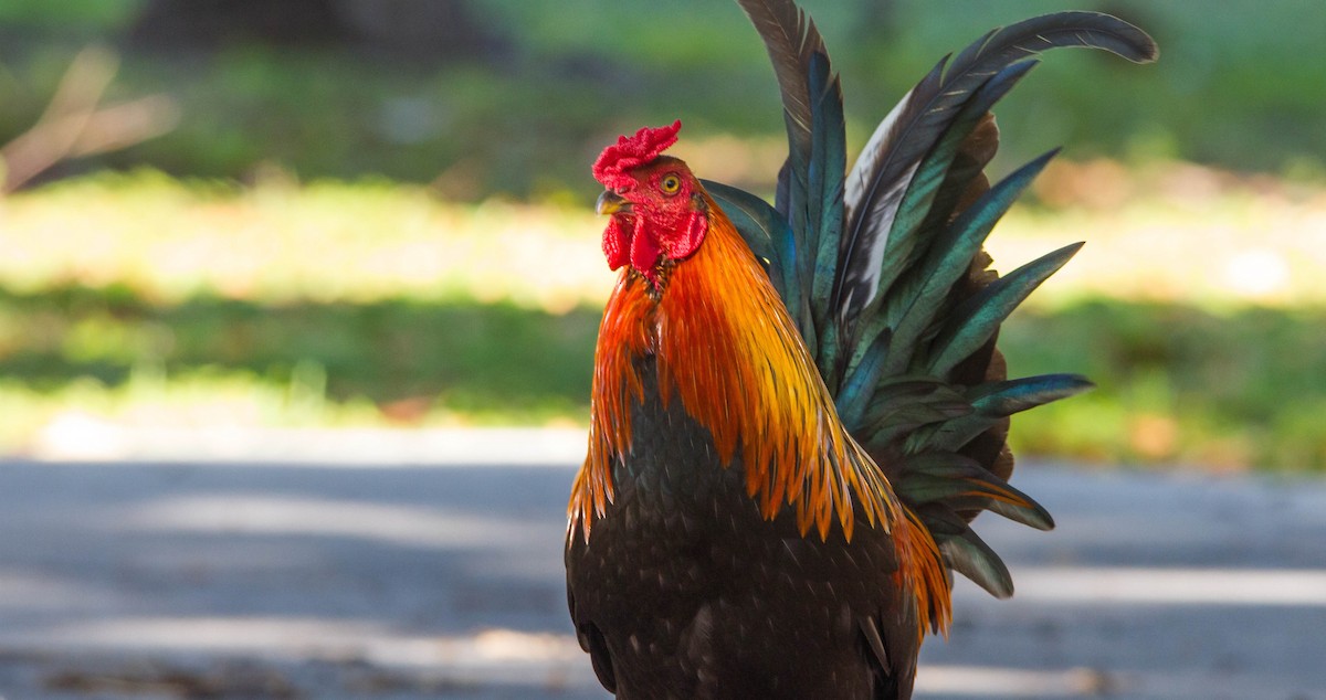 Red Junglefowl (Domestic type) - ML648142028
