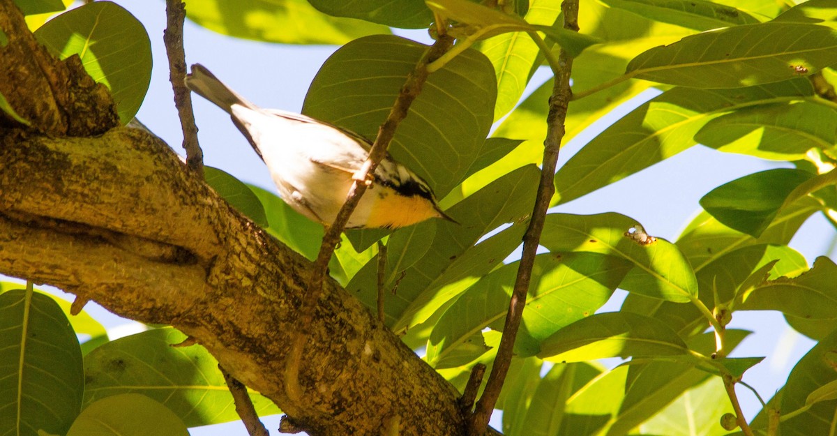 Yellow-throated Warbler - Nathan Tea