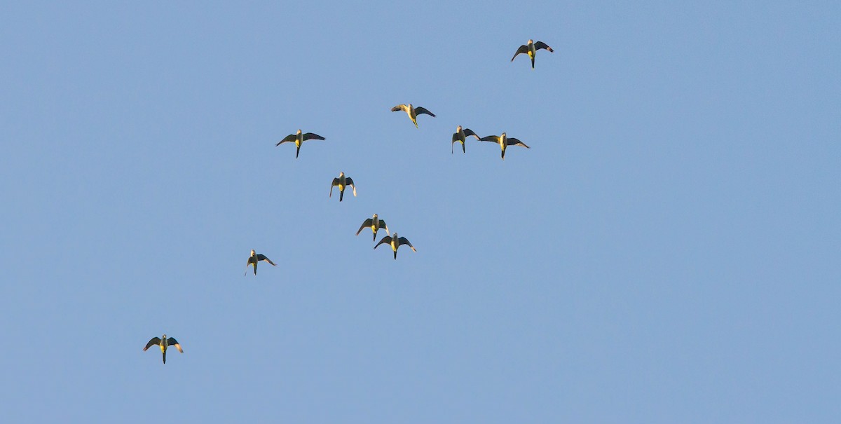 Monk Parakeet - Nathan Tea