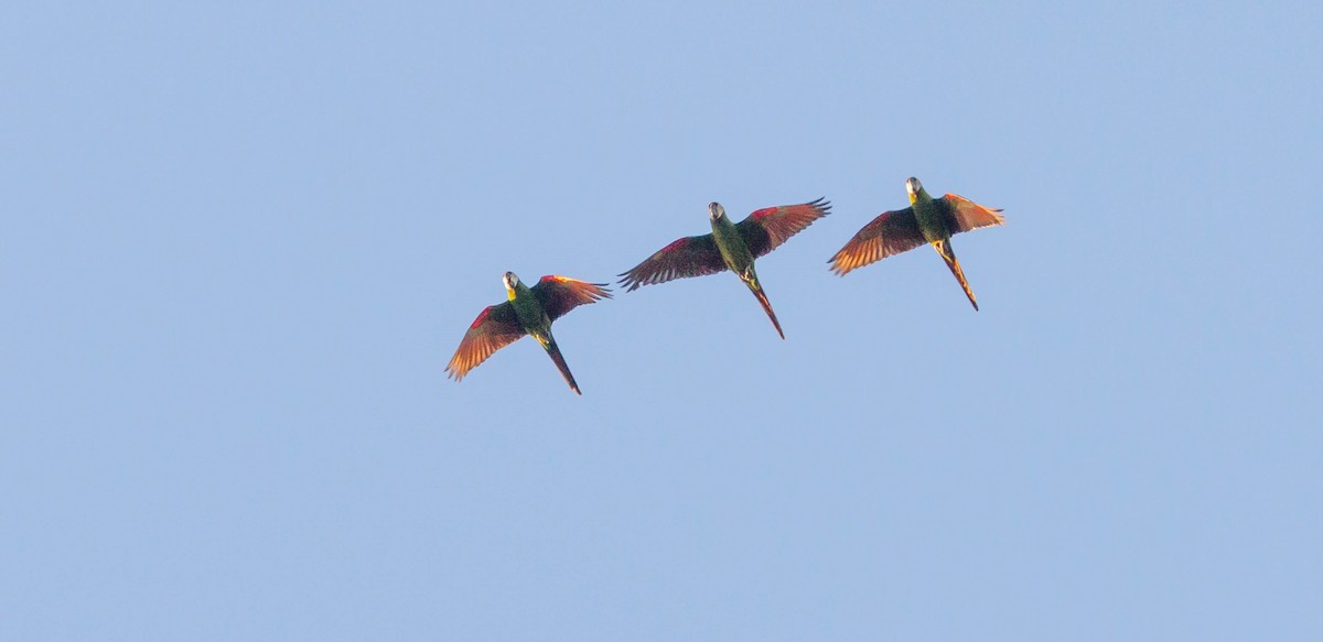 Chestnut-fronted Macaw - ML648142103