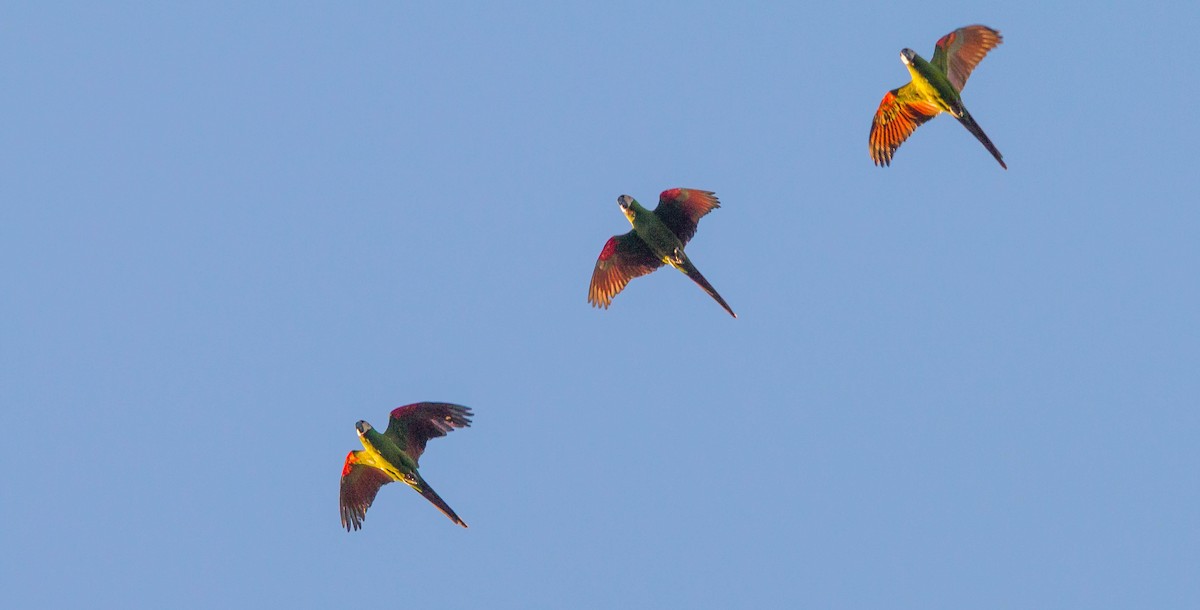 Chestnut-fronted Macaw - Nathan Tea