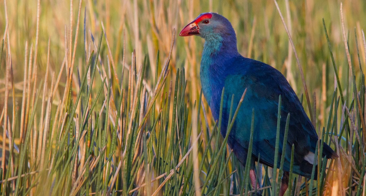 Gray-headed Swamphen - ML648142154