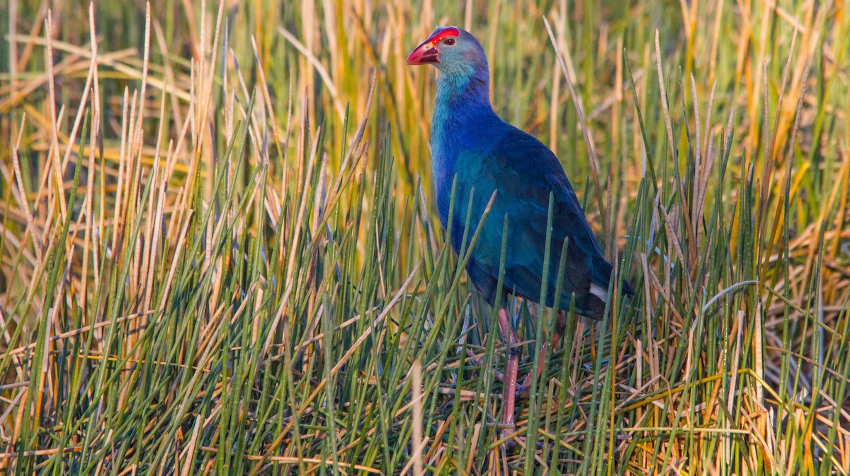 Gray-headed Swamphen - ML648142158