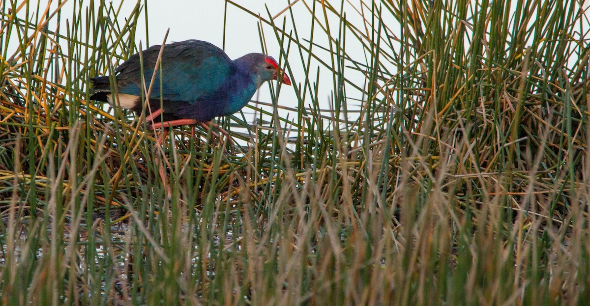 Gray-headed Swamphen - ML648142160