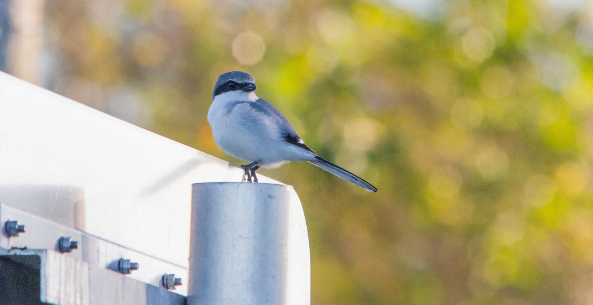 Loggerhead Shrike - ML648142176