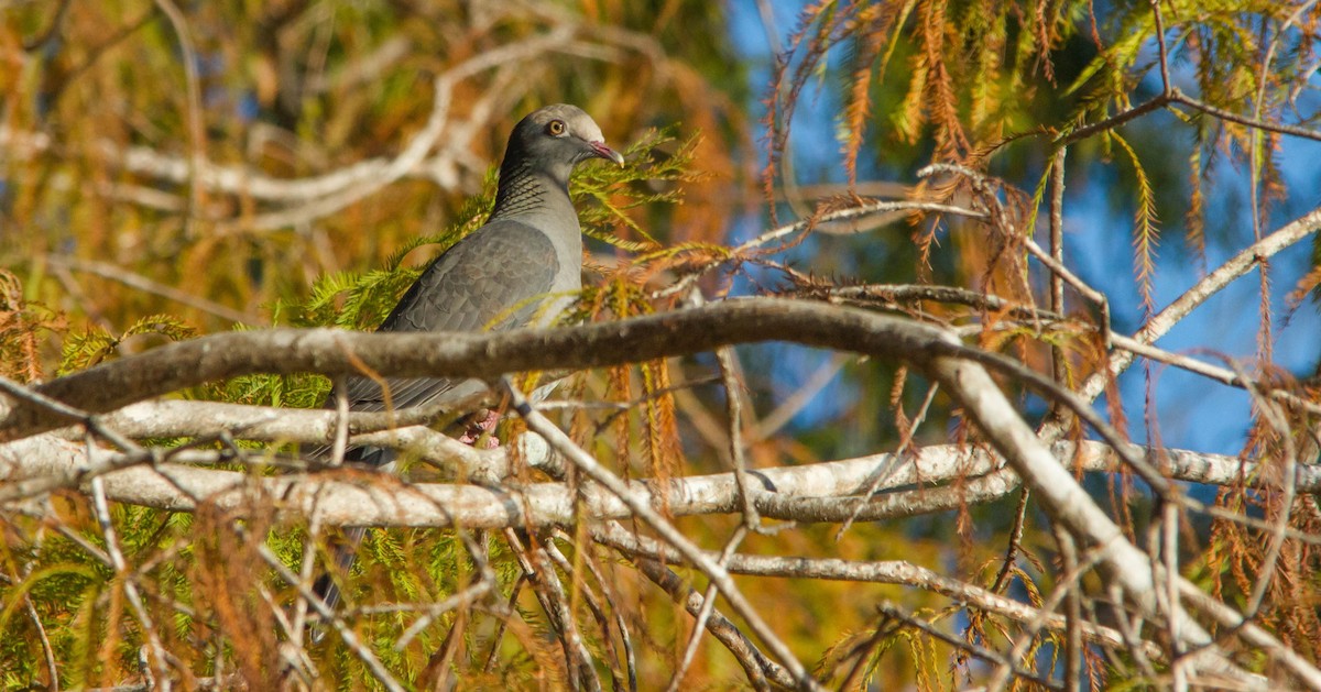 White-crowned Pigeon - ML648142195