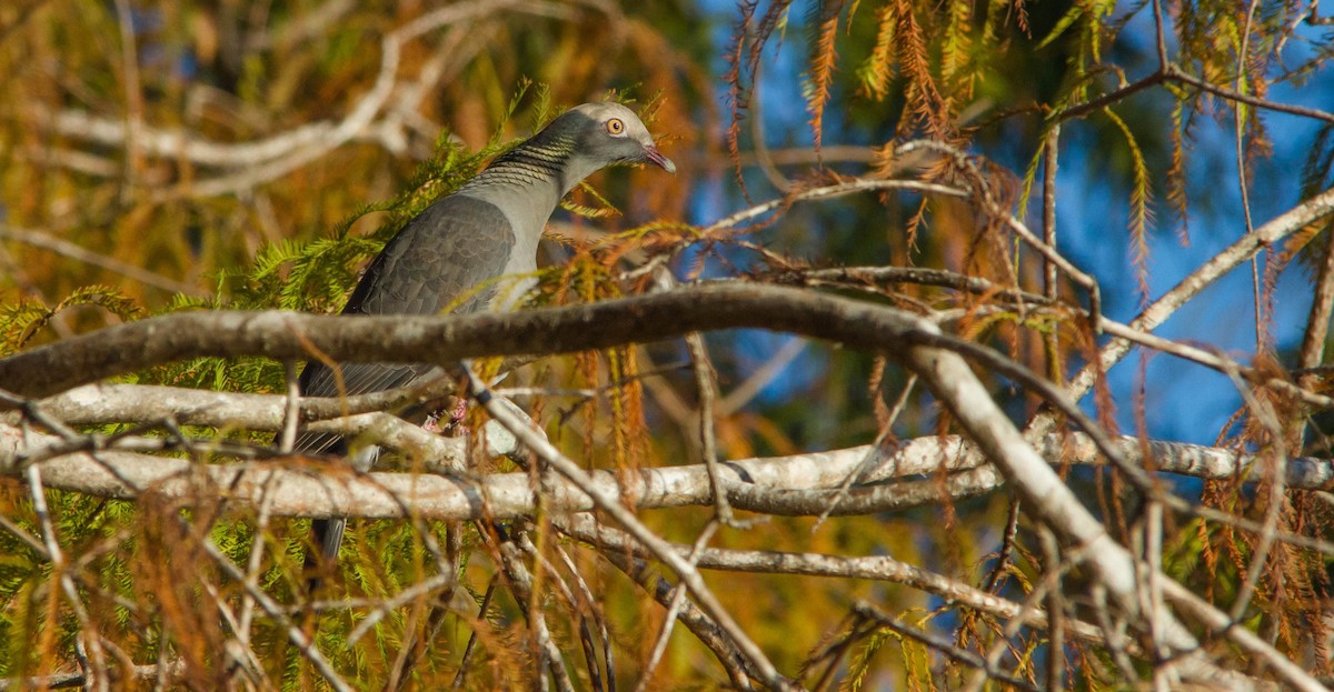 White-crowned Pigeon - Nathan Tea