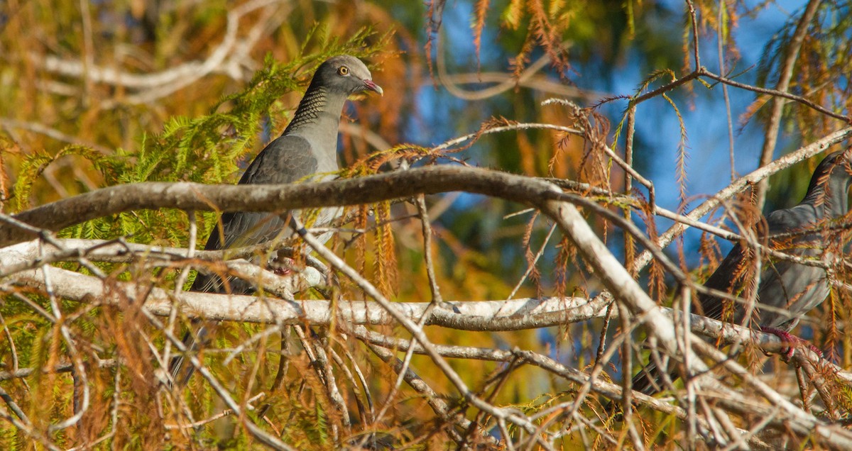 White-crowned Pigeon - Nathan Tea
