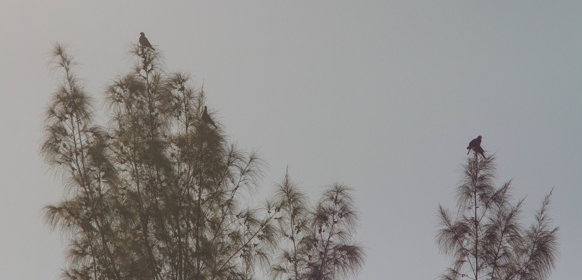 White-crowned Pigeon - Nathan Tea