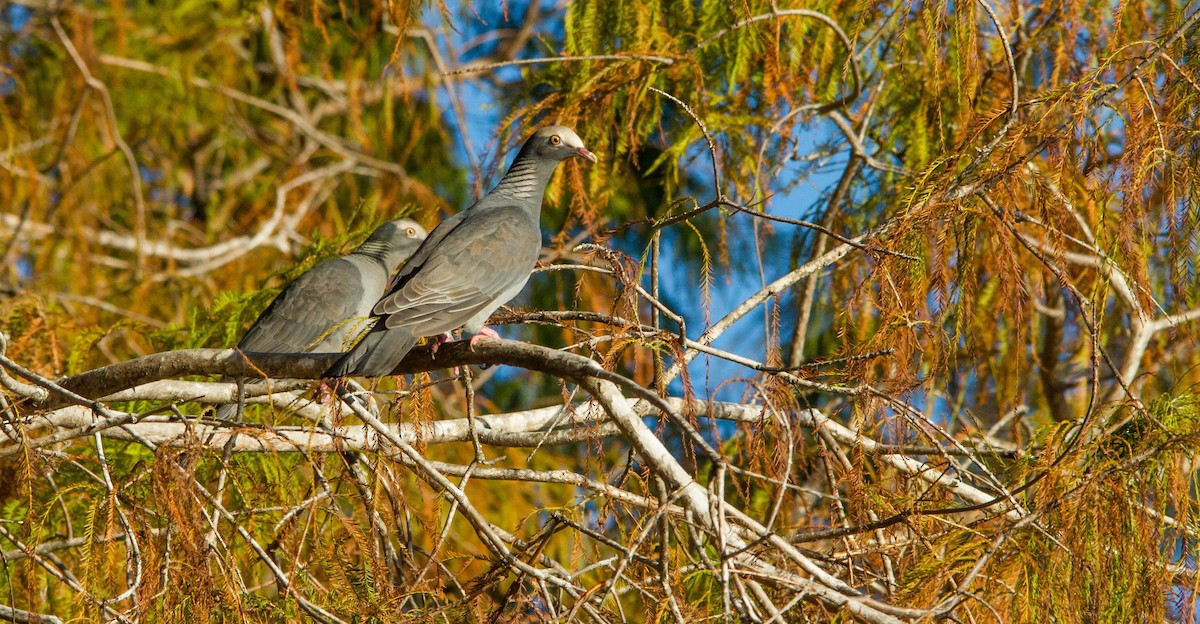 White-crowned Pigeon - Nathan Tea
