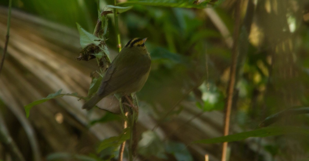 Worm-eating Warbler - ML648142241