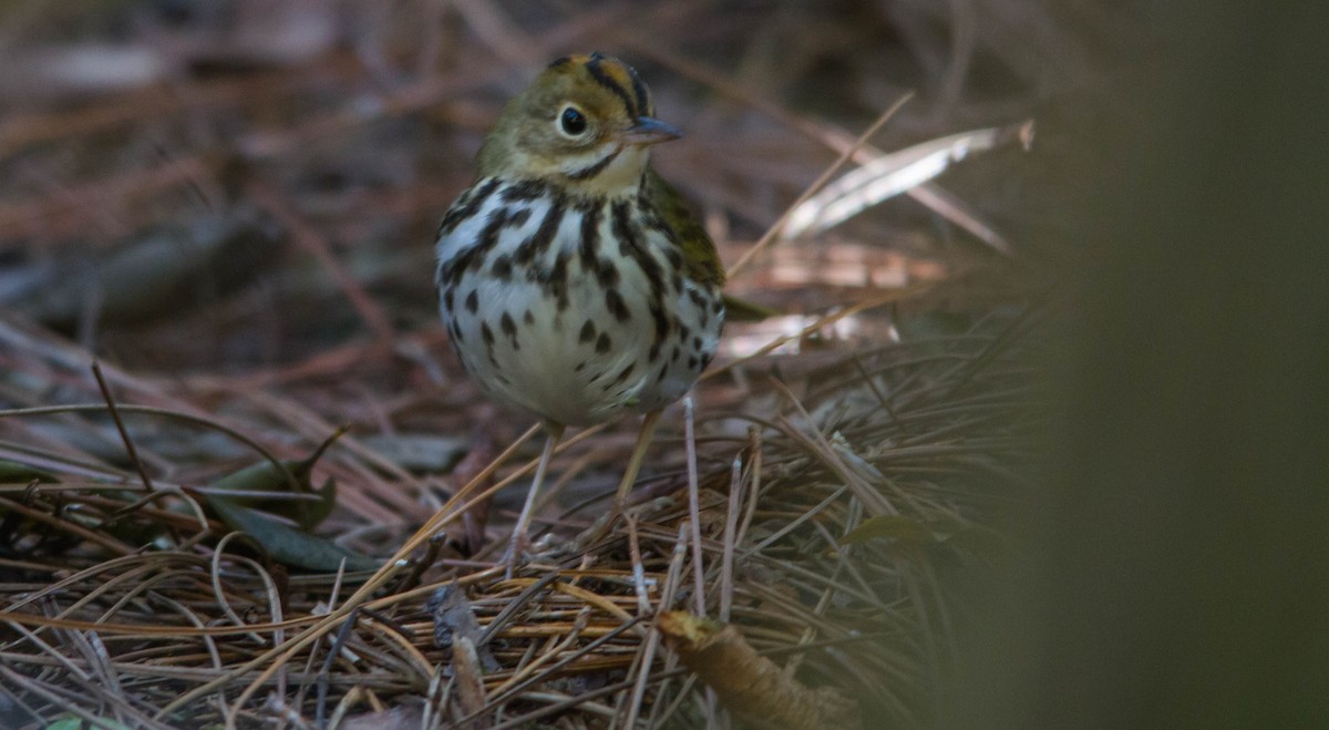 Ovenbird - ML648142261