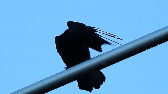 Fish Crow - ML648142274