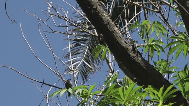 Хохлатый дятелок - ML648142600