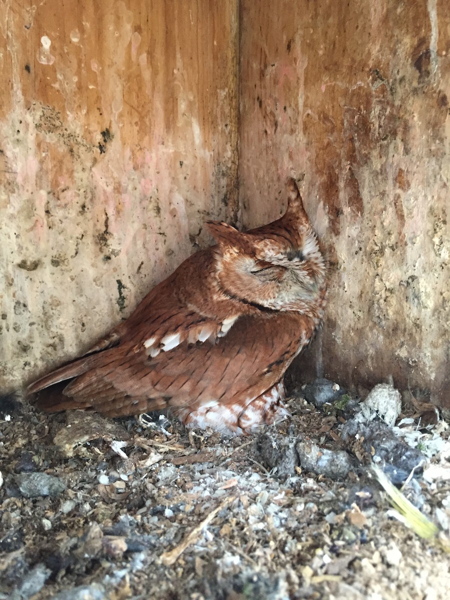 Eastern Screech-Owl - ML64814261