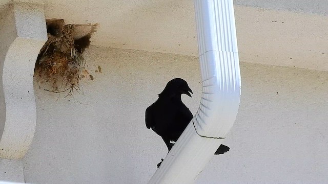 Fish Crow - ML648142745