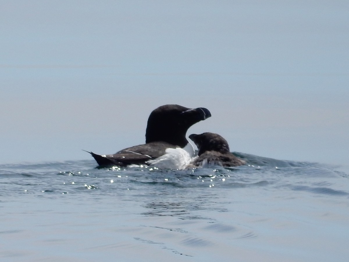 Гагарка мала - ML64814401