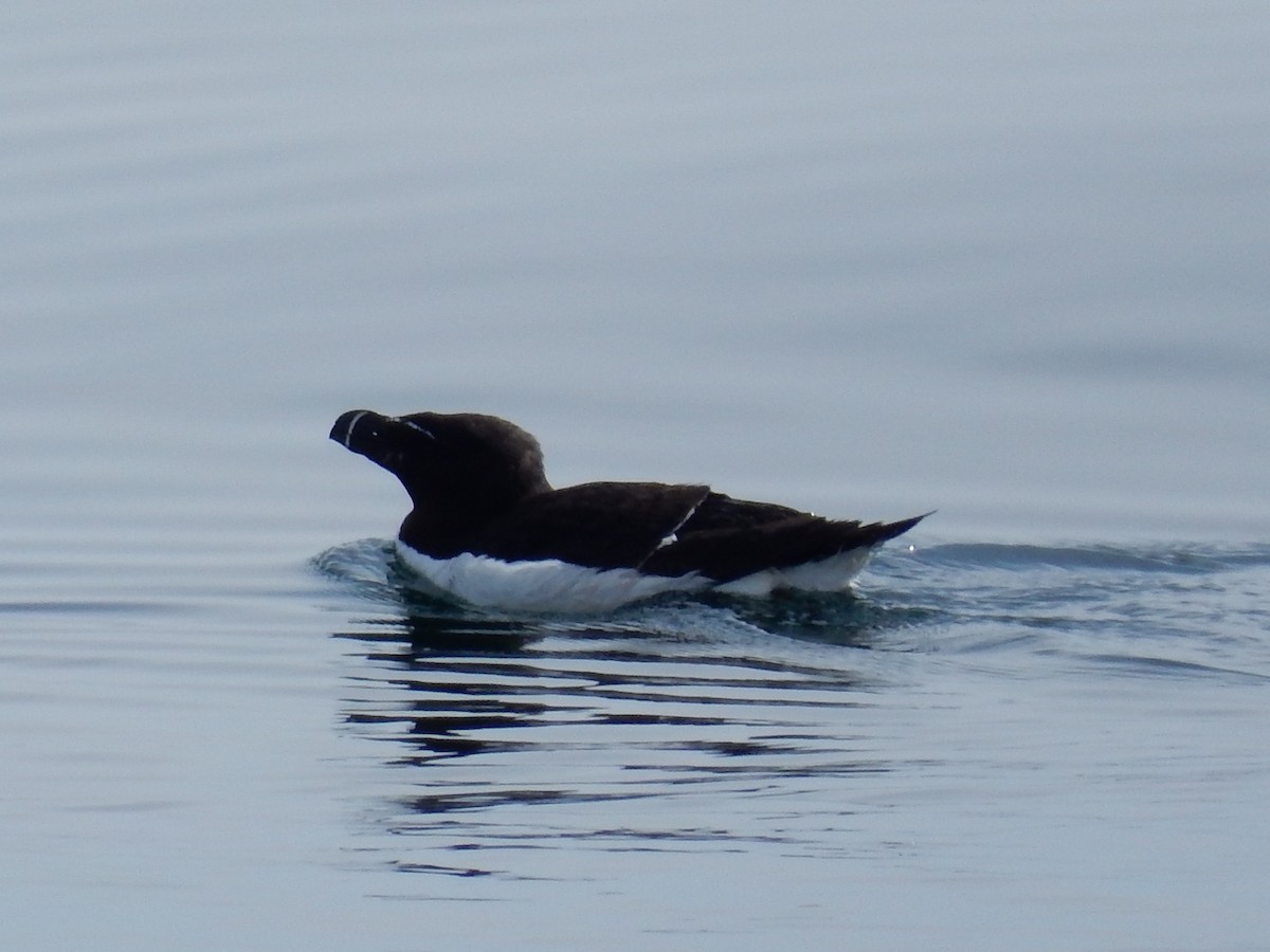 Razorbill - Peter Paul