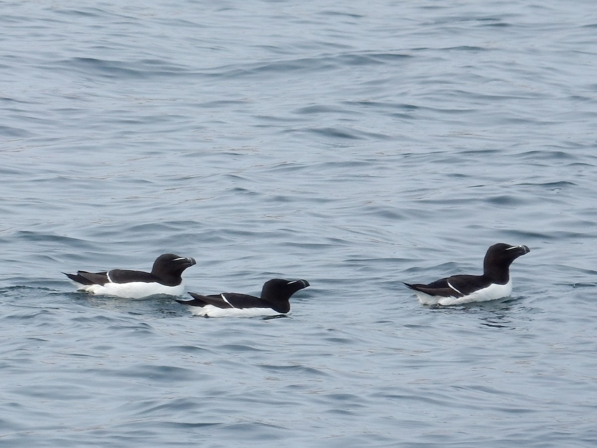 Гагарка мала - ML64814421