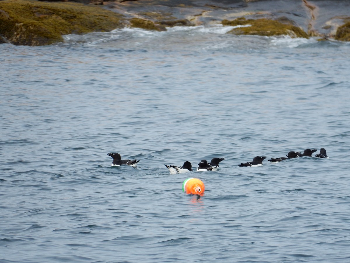 Гагарка мала - ML64814431