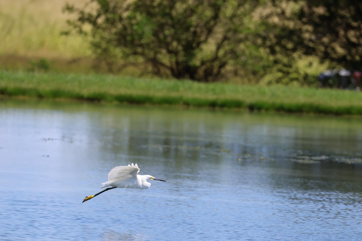 ユキコサギ - ML648144457