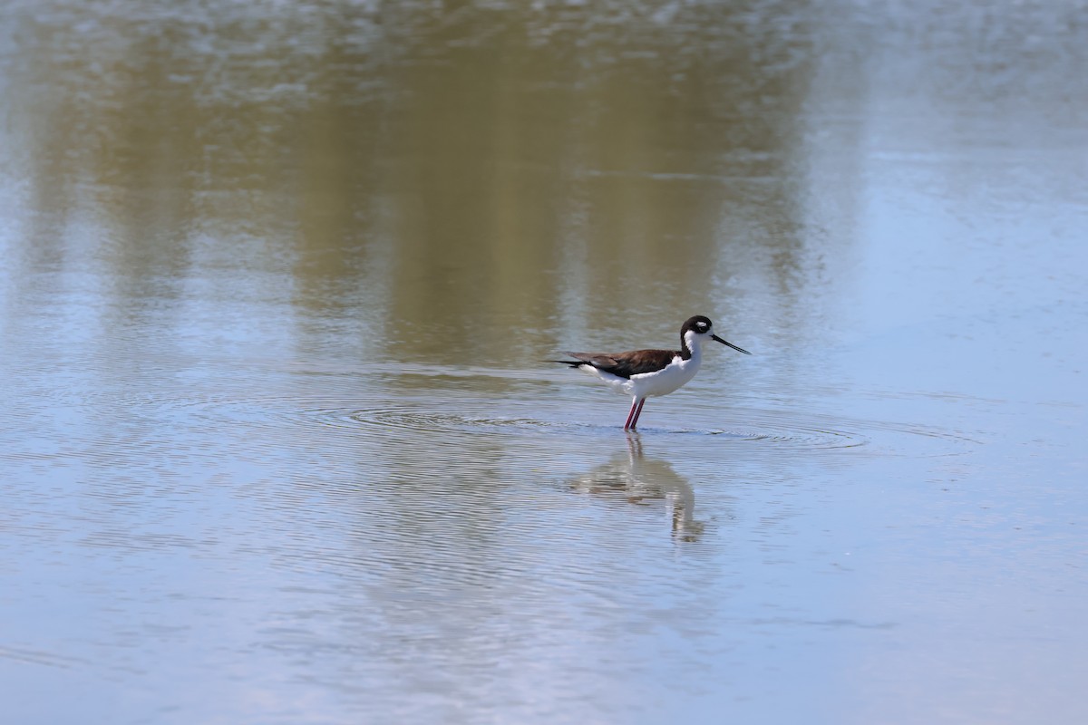 クロエリセイタカシギ - ML648144503