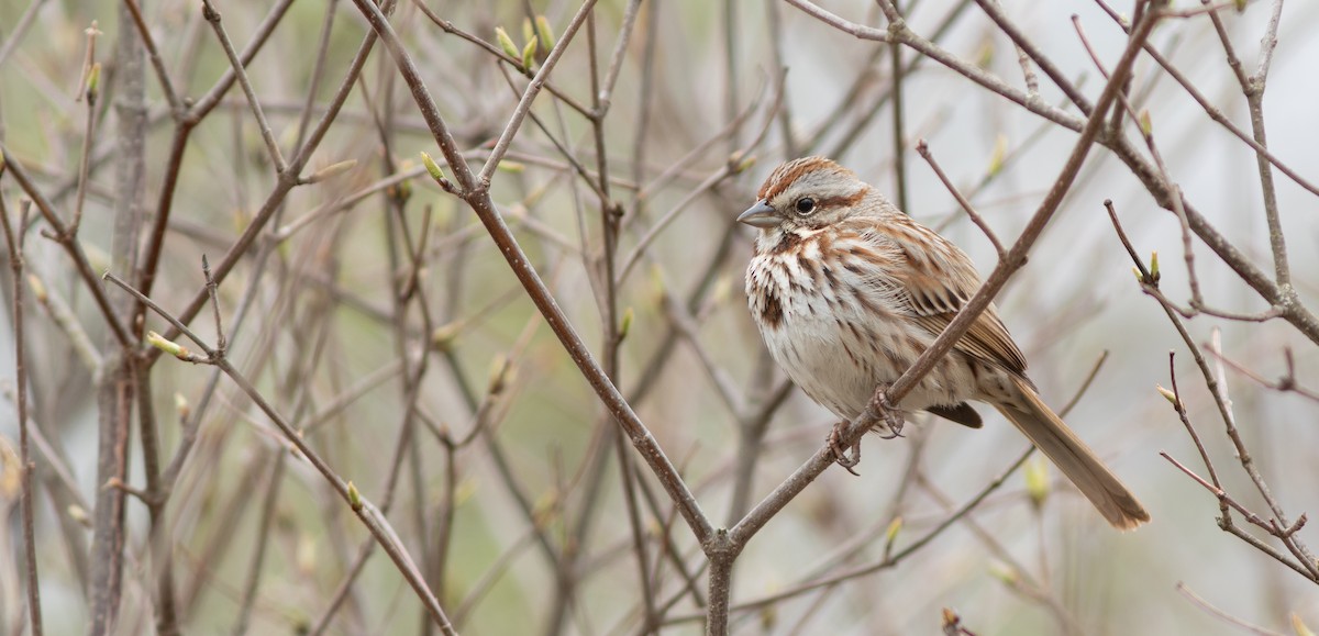 Song Sparrow - ML648144540