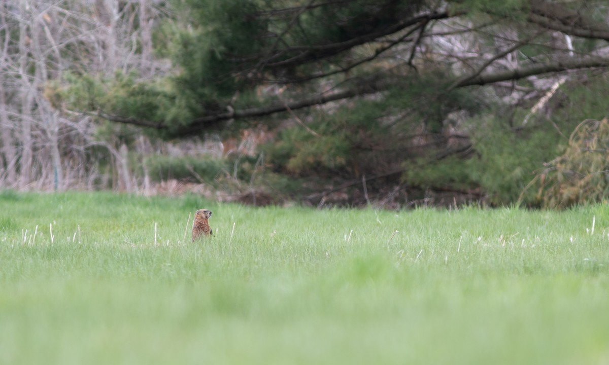 Groundhog - ML648144547