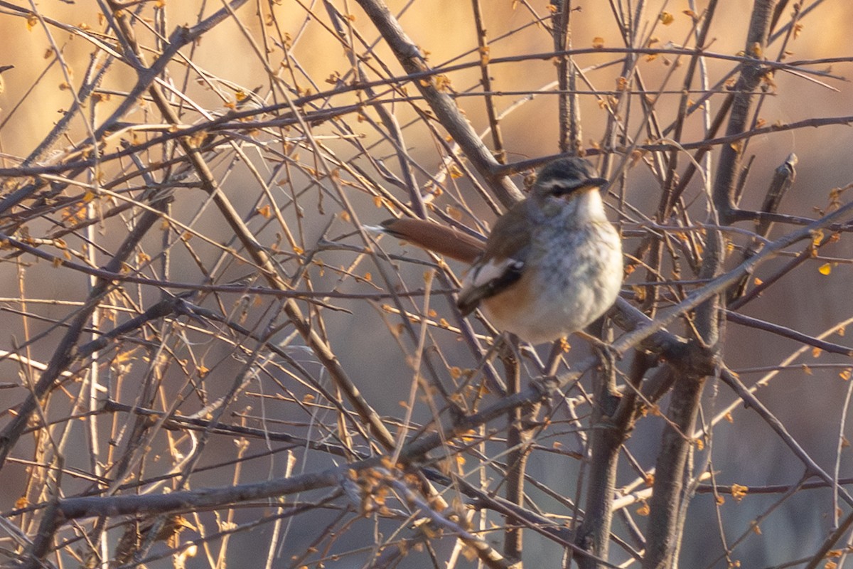 Agrobate à dos roux - ML648144561