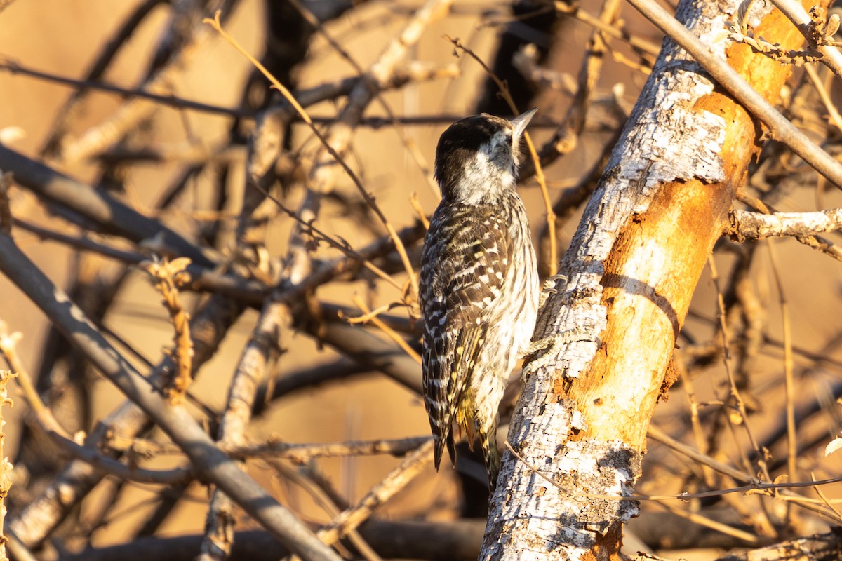 Pic cardinal - ML648144572