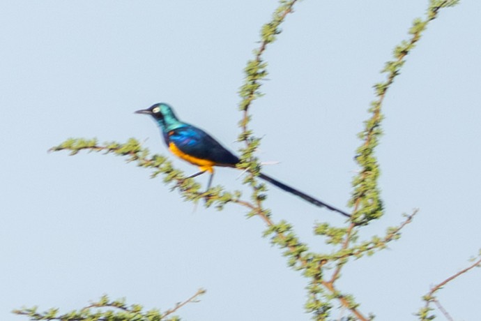 Choucador royal - ML648144580