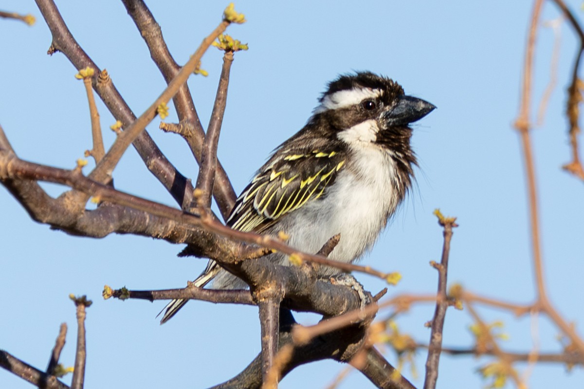 Barbican à tête noire - ML648144588